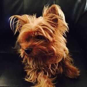 Meet your Posher, Steven